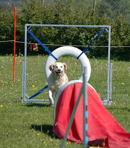 2006-06-10 (21).JPG - Uppvisning av Köpings Hundungdom